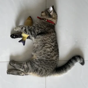 Feather Wand Cat Toy Set — Pet Supplies at Mega Sale